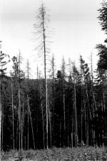 Dying forest in the Beskidy mountains