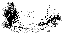 widok