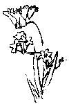rysunek